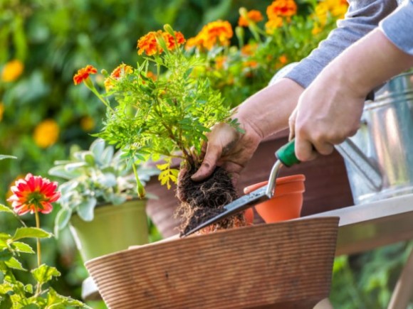 4 saveta za uređenje vašeg vrta
