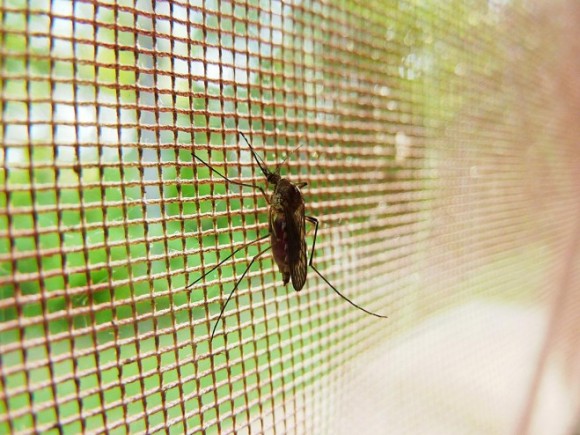 Zaštite se od komaraca